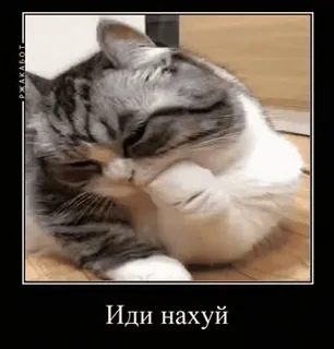 🖕 21e6eff7 Иди нахуй gato, ofensivo, grosero, ruso, palabrota, meme telegram sticker
