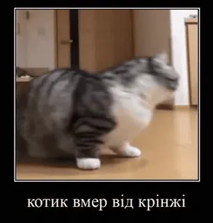 ☠ 739b6097 котик вмер від крінжі gato, meme, gracioso, ucraniano, animal telegram sticker