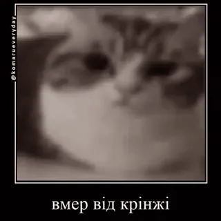 💀 7d6fc3fa вмер від крінжі gato, meme, gracioso, animal, meme de internet, cringe, humor telegram sticker