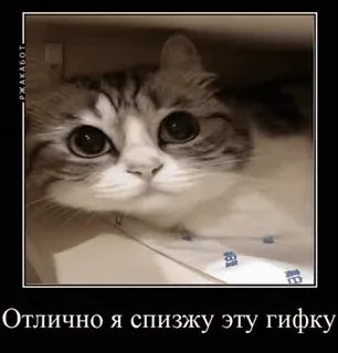 👌 843dd25c Отлично я спизжу эту гифку gato, meme, divertido, lindo, animal, mascota telegram sticker