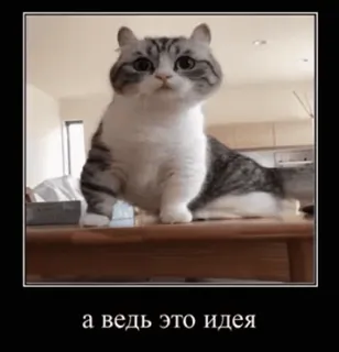 👆 94a472f8 а ведь это идея gato, idea, gracioso, meme, lindo, animal telegram sticker