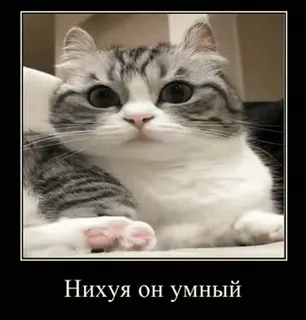 🤓 9da2fb7a Нихуя он умный gato, mascota, animal, meme, gracioso, ruso, lindo telegram sticker