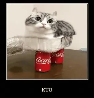 🤔 abee3dd6 КТО gato, gracioso, Coca-Cola, meme, animal, gatito telegram sticker