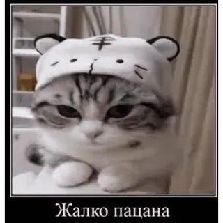 😪 add41341 Жалко пацана gato, triste, lindo, animal, gatito telegram sticker