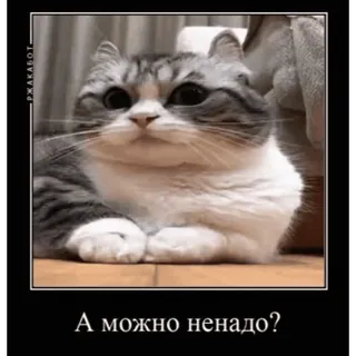 🙃 ce4decaf А можно ненадо? gato, meme, animal, gracioso, lindo telegram sticker