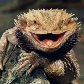 😈 93a949c8 kadal, reptil, naga berjenggot, binatang, hewan peliharaan, close up, tersenyum whatsapp sticker