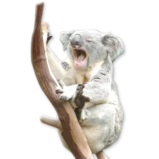 Зевота @NBstickeria telegram stickers