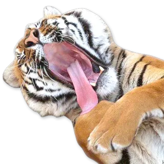 😴 09656593 tigre, animal, gato, bostezando, mamífero, fauna whatsapp sticker