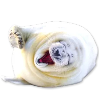 😴 2757a568 foca, animal, mamífero, lindo, blanco, fauna, océano, cría de foca whatsapp sticker