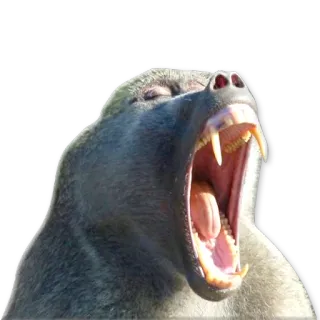 😴 30e11cc9 mono, simio, bostezo, animal, fauna, mamífero whatsapp sticker