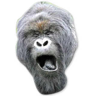😴 3e8ea301 gorila, simio, animal, fauna, mamífero, cara, enojado whatsapp sticker