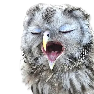 😴 535058c6 búho, pájaro, animal, fauna, aviar, bostezo, lindo, naturaleza whatsapp sticker