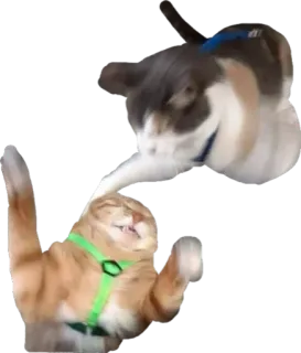 💪 09c9c977 mèo, động vật, hài hước, thú cưng whatsapp sticker