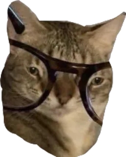 🤓 0c15f6c3 mèo, kính, động vật, thú cưng, mọt sách, meme whatsapp sticker