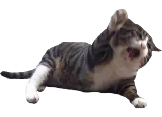 ☠️ 0ca890c4 mèo, động vật, thú cưng, mèo whatsapp sticker