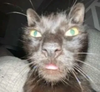 😐 1f7c27e7 mèo, động vật, thú cưng, hài hước, lưỡi, meme whatsapp sticker