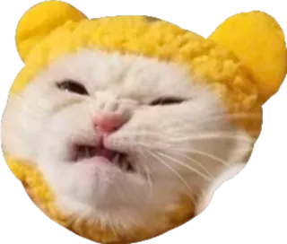 🤬 21cb0844 mèo, động vật, tức giận, hài hước, meme, dễ thương whatsapp sticker