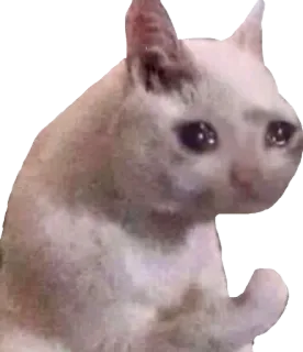 🥺 36b4ae2f mèo, động vật, meme, buồn, khóc whatsapp sticker