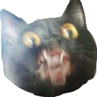 🤬 5f8dfb65 mèo, động vật, thú cưng, mèo đen, tức giận, meme whatsapp sticker