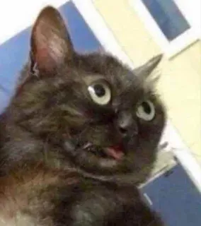 🥵 623df29b mèo, hài hước, meme, động vật, thú cưng, dễ thương whatsapp sticker