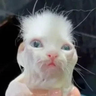 ugly cats telegram stickers