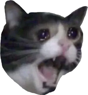 😭 75b12806 mèo, khóc, meme, buồn, cảm xúc whatsapp sticker
