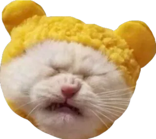 😤 953c5093 mèo, động vật, dễ thương, thú cưng, chuột hamster, meme whatsapp sticker