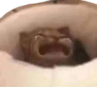 😭 9e6d5573 mèo, động vật, dễ thương, thú cưng, meme, hài hước whatsapp sticker