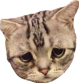 😞 a1c8fc42 mèo, buồn, động vật, thú cưng, nhãn dán whatsapp sticker