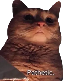 😒 b76a453b Pathetic. mèo, meme, thảm hại, động vật whatsapp sticker
