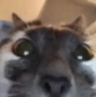 👀 b82ab857 chó, động vật, thú cưng, cận cảnh, hài hước whatsapp sticker