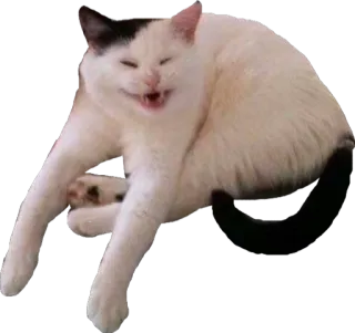 🐒 bde87a3c mèo, động vật, meme, hài hước, thú cưng whatsapp sticker