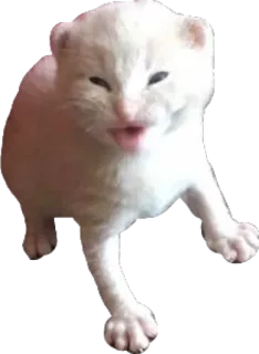 🤡 ccd17f5d mèo con, mèo, động vật, dễ thương whatsapp sticker