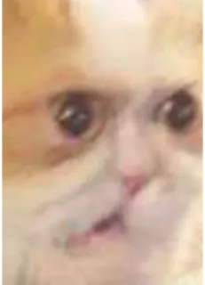 🤯 dc48fba7 mèo, meme, hài hước, động vật, thú cưng whatsapp sticker