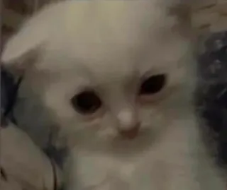 🫤 e2f8e07f mèo, mèo con, trắng, dễ thương, thú cưng, động vật whatsapp sticker