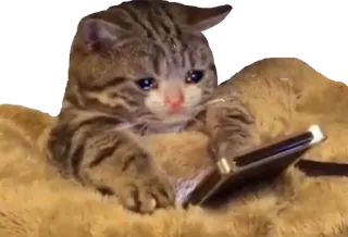 😿 ef455712 mèo, buồn, khóc, động vật, mèo con, điện thoại, dễ thương whatsapp sticker