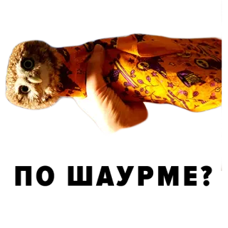 🍽 63ef1c56 burung hantu, burung, hewan, lucu, hewan peliharaan, satwa liar whatsapp sticker