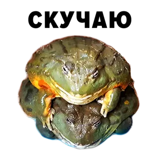 Зоодурдом whatsapp stickers