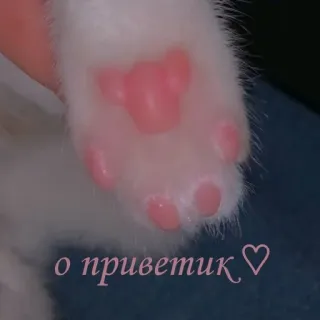 🐾 16b3e545 о приветик ♡ mèo, bàn chân, dễ thương, thú cưng, động vật, lời chào telegram sticker