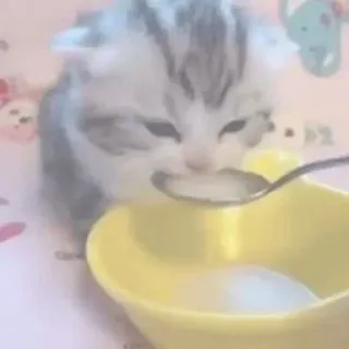 🐾 1cc4a78f mèo con, mèo, thú cưng, động vật, sữa, muỗng, bát, dễ thương telegram sticker