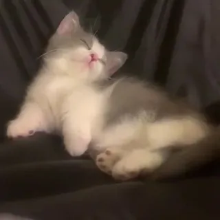 🐾 3940f6fa mèo con, mèo, dễ thương, ngủ, động vật, thú cưng, nhà telegram sticker