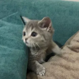 🐾 3f728366 mèo, mèo con, động vật, thú cưng, dễ thương, họ mèo telegram sticker