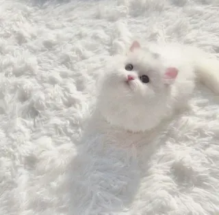 🐾 57b0a843 mèo, trắng, mềm mại, mèo Ba Tư, động vật, thú cưng telegram sticker