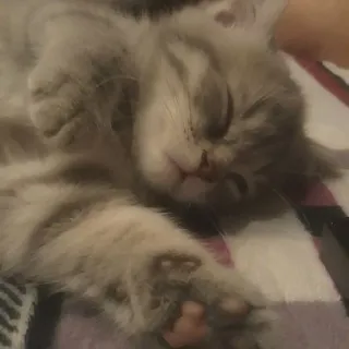 🐾 5869ddd4 mèo, mèo con, ngủ, dễ thương, thú cưng, động vật telegram sticker