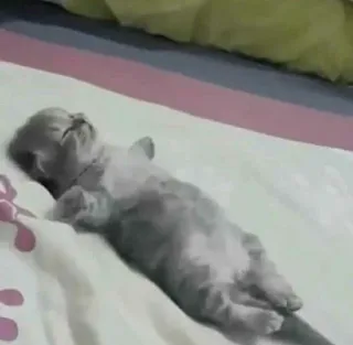 🐾 5a2cfb8b mèo, mèo con, ngủ, dễ thương, đáng yêu, động vật, thú cưng telegram sticker