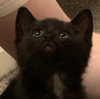 🐾 66c03fed mèo, mèo con, mèo đen, dễ thương, thú cưng, động vật telegram sticker