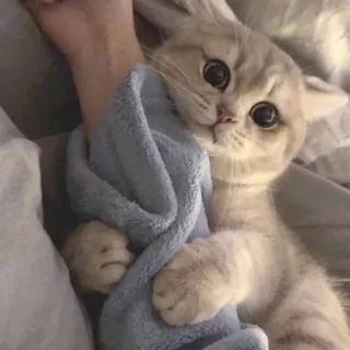 🐾 683476eb mèo, mèo con, dễ thương, thú cưng, động vật, khăn tắm, vật nuôi telegram sticker