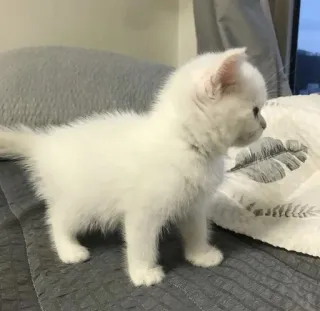 🐾 7181bc5f mèo con, mèo, trắng, thú cưng, động vật, dễ thương telegram sticker