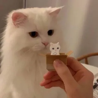 🐾 71d0a9b3 mèo, mèo con, dễ thương, thú cưng, động vật, hộp telegram sticker