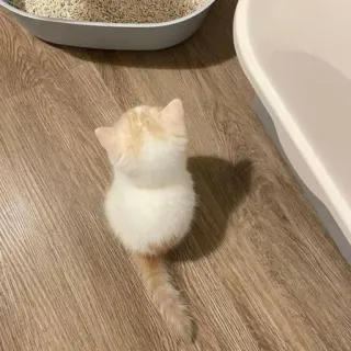 🐾 75272915 mèo, mèo con, thú cưng, động vật, dễ thương, nhà, mèo telegram sticker